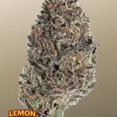 LEMON CHERRY RUNTZ ™